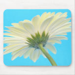 White Gerbera on Blue Mouse Pads