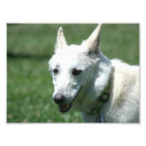 White German shepherd Photographic Print