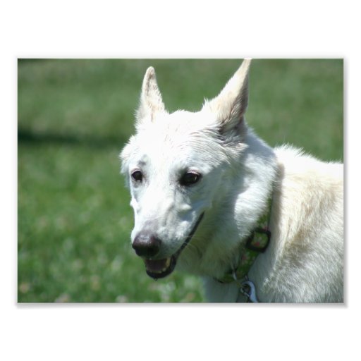 White German shepherd Photographic Print
