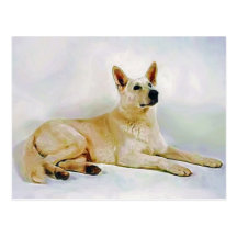 White German Shepherd Post Card