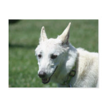 White German Shepherd Post Cards