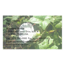 White glory flower blossoming on a sunny day business card template
