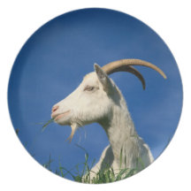 White goat grazing party plate