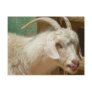 White goat licking itself postcards