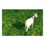 White goat stationery design