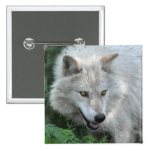 White Grey Wolf Wildlife-lover Button