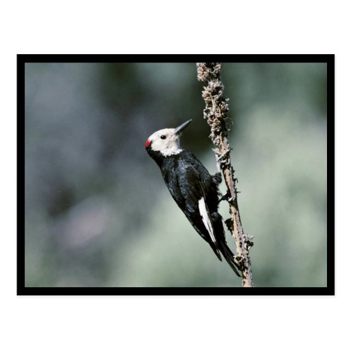 White-headed woodpecker post card