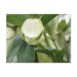White Hellebore Flower Bud postcards