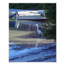 White Heron by boat watching for food Photo Print