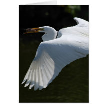 White Heron Greeting Card