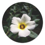White hibiscus flower red centre dark background stickers