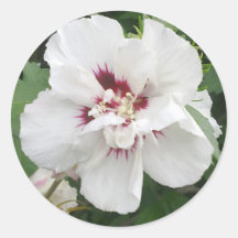 White Hibiscus Flower Sticker
