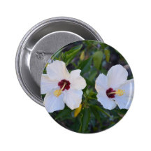 White Hibiscus. Pinback Buttons