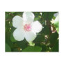White Hibiscus Postcard