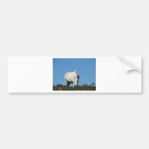 White horse bumper sticker