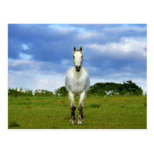 White horse close up post cards
