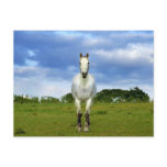 White horse close up post cards