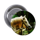 White Horse Closeup Pinback Buttons