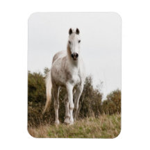 White horse flexible magnets