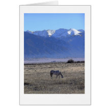White Horse Grazing, CO Card