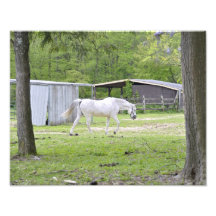 White Horse Grazing in the Field Photo