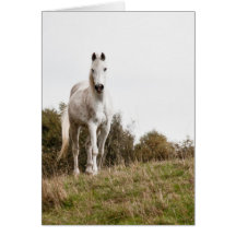 White horse greeting card