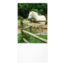 White Horse in Paddock Photo Greeting Card