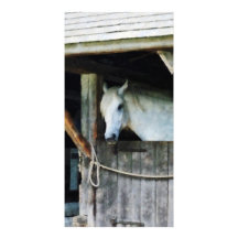 White Horse in Stable Custom Photo Card