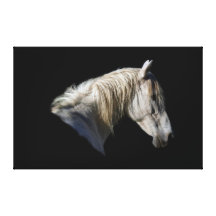 White Horse-Lover Equine Photo Canvas Stretched Canvas Prints