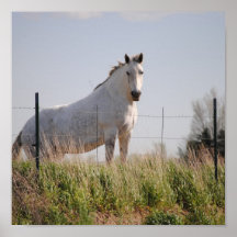 White Horse  picture on canvas Print