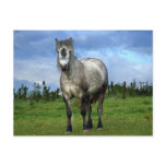 White horse portrait post cards