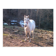 White Horse Post Card