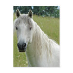 White Horse Postcards