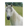 White Horse Postcards