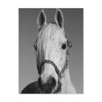 White Horse Postcard