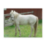 White Horse Post Cards