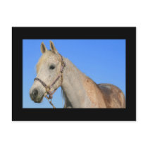 White Horse Postcard