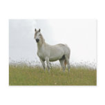 White Horse Post Cards