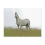 White Horse Post Cards