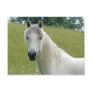 White Horse Post Cards