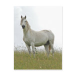 White Horse Postcard