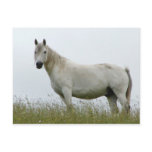 White Horse Post Card