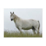 White Horse Post Card