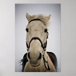 White Horse posters
