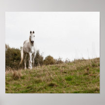 White horse poster