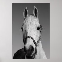 White Horse Poster,Print