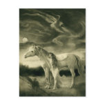 white horse woman postcards