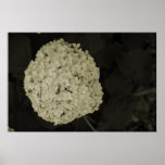 White Hydrangea bush white and black Print
