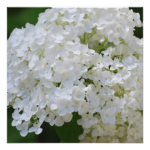White Hydrangea Invitations