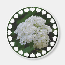 White Hydrangeas Magnet